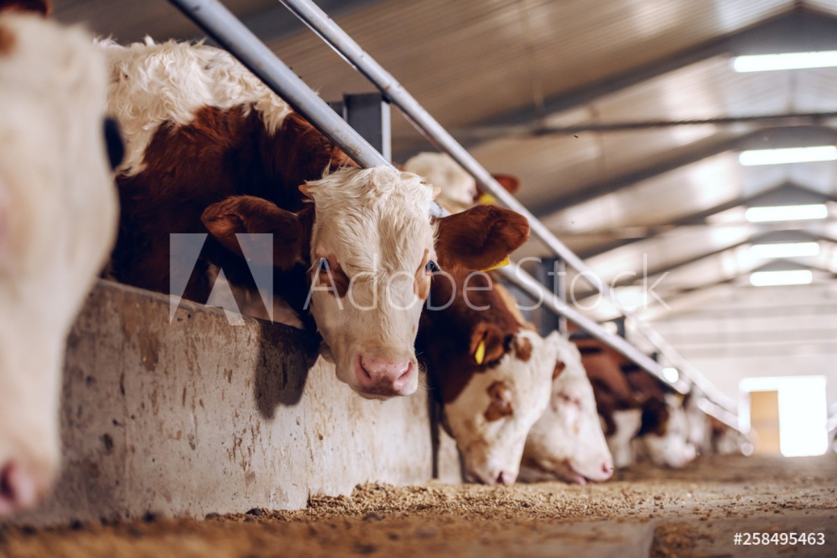 Image de Cute white and brown calf looking at camera in barn Meat industry concept